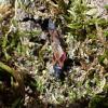 Oxycarenus lavaterae